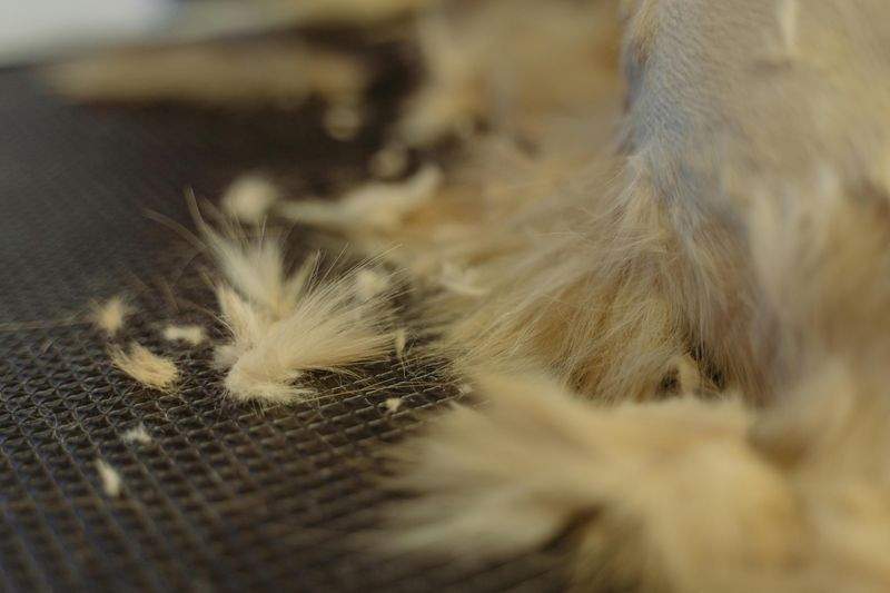 Pelo Perfetto Toelettatura - Image 4