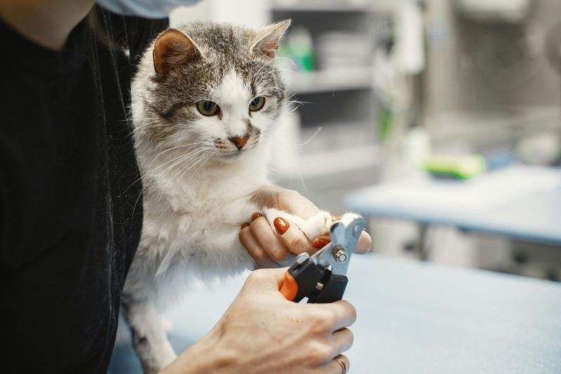 Pelo Perfetto: La toelettatura che il tuo amico a quattro zampe merita.
